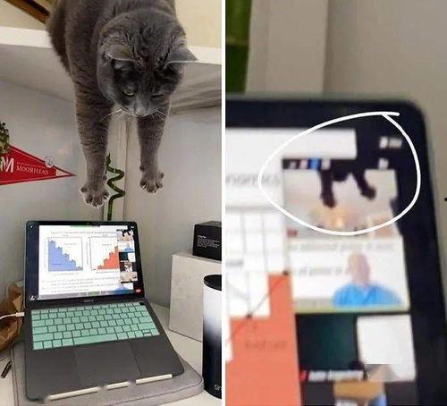 娱乐吃瓜酱小动物视频下载